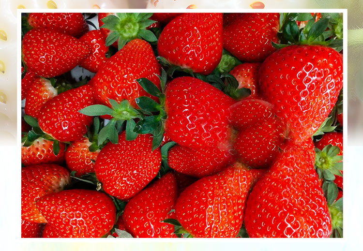 草莓1920網(wǎng)50像素2025年3月12日網(wǎng)頁(yè)_05.jpg